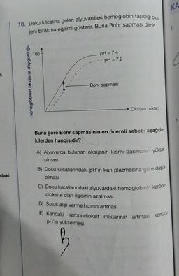 k.
daki
10. Doku kılcalina gelen alyuvardaki hemoglobin taşıdığı oksi
jeni bırakma eğilimi gösterir. Buna Bohr sapması denir.
Hemoglobinin oksijene doygunluğu
100
pH = 7,4
-- pH = 7,2
-Bohr sapması
Oksijen miktan
Buna göre Bohr sapmasının en önemli sebebi aşağıda-
kilerden hangisidir?
A) Alyuvarda bulunan oksijenin kısmı basıncının yüksek
olması
B) Doku kılcallarındaki pH'ın kan plazmasına göre düşük
olması
C) Doku kılcallarındaki alyuvardaki hemoglobinin karbon-
dioksite olan ilgisinin azalması
D) Soluk alıp verme hızının artması
E) Kandaki karbondioksit miktarının artması sonucu
pH'ın yükselmesi
KA
1.
2.
