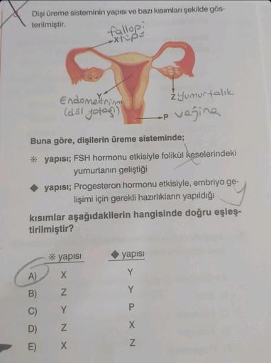 Dişi üreme sisteminin yapısı ve bazı kısımları şekilde gös-
terilmiştir.
Endometrim
(döl yotes)
A)
B)
C)
D)
E)
Buna göre, dişilerin üreme sisteminde;
* yapısı; FSH hormonu etkisiyle folikül keselerindeki
yumurtanın geliştiği
◆ yapısı; Progesteron hormonu e