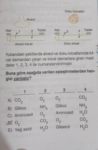 Atar
ucu
1
Alveol kılcalı
A) CO₂
2
Alveol
2
02
1
D) 0₂
Toplar
ucu
Yukarıdaki şekillerde alveol ve doku kılcallarında kıl-
cal damardan çıkan ve kılcal damarlara giren mad-
deler 1, 2, 3, 4 ile numaralandırılmıştır.
Buna göre aşağıda verilen eşleştirmelerde