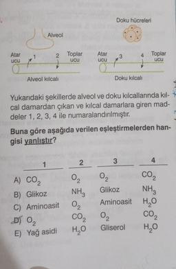 Atar
ucu
1
Alveol kılcalı
A) CO₂
2
Alveol
2
02
1
D) 0₂
Toplar
ucu
Yukarıdaki şekillerde alveol ve doku kılcallarında kıl-
cal damardan çıkan ve kılcal damarlara giren mad-
deler 1, 2, 3, 4 ile numaralandırılmıştır.
Buna göre aşağıda verilen eşleştirmelerden han-
gisi yanlıştır?
B) Glikoz
NH3
C) Aminoasit 0₂
CO₂
H₂O
E) Yağ asidi
2
02
Atar
ucu
a
02
Doku hücreleri
02
3
3
Doku kılcalı
02
4 Toplar
ucu
Glikoz
NH3
Aminoasit H₂O
Gliserol
4
CO2
CO₂
H₂O