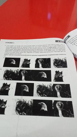 B)
6. SINIF
DENEME 2
12. Yirties kupların en büyogo olan kartal, genelde dağlık ve ormanlik alanlarda vasar. Etcil bir kustur. Uzun v
kink gagali geniş kanat bir hayvandır. Birçok türü olan kartalin Türkiye'de en çok (1) yilan kartali türün
rastlanr. Ini kehribar rengi gözleri ile tam bir yılan avoisidir. Baykuşa benzer. (II) Filipin kartalı, nesli tehlikede
lan bir türdür, Siyah gagas, bagindaki kabarık tüyleri ile dikkat çeker (l) Kel kartal, Amerika'nın ulusal kusu
Afrika'nın en güçlo kartalı olarak bilinir. Ağlamalan ile ünlüdür. Kafasındaki kahve-krem rengi başlık gibi olan
olarak bilinir. Dünyadaki en hizh uçan kuş türüdor. Beyaz tüylü kafası ve san gagasi vardir. (IV) Taçh kartal,
türlerden dürü bu ismi almigh
Verilen metinde numaralanmış kartal türlerinin görselleri aşağıdakilerden hangisinde doğru sıralanmış-
tir?
A)
SINIF
zarin uzerinevates
Hangi öğrencinis
A---
A
Ver
19. Zeynep Ogretmen