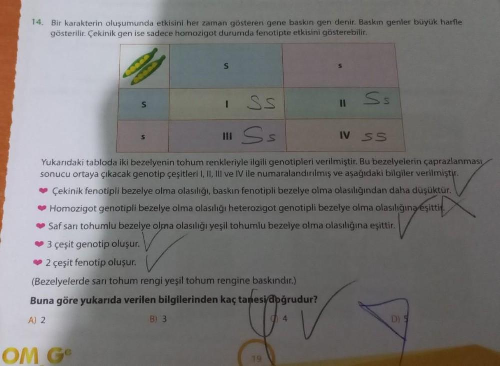 14. Bir karakterin oluşumunda etkisini her zaman gösteren gene baskın gen denir. Baskın genler büyük harfle
gösterilir. Çekinik gen ise sadece homozigot durumda fenotipte etkisini gösterebilir.
Conad
OM Ge
S
SS
III S s
Yukarıdaki tabloda iki bezelyenin toh
