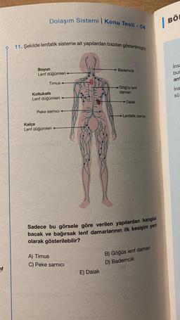 nf
Dolaşım Sistemi | Konu Testi - 04
11. Şekilde lenfatik sisteme ait yapılardan bazıları gösterilmiştir.
Boyun
Lenf düğümleri +
Timus+
Koltukaltı
Lenf düğümleri ←
Peke sarnıcı
Kalça
Lenf düğümleri
A) Timus
C) Peke sarnıcı
Bademcik
E) Dalak
→Göğüs lenf
daman
→Dalak
Sadece bu görsele göre verilen yapılardan hangisi
bacak ve bağırsak lenf damarlarının ilk kesişim yeri
olarak gösterilebilir?
Lenfatik damar
B) Göğüs lenf damarı
D) Bademcik
BÖ
insa
bur
ant
ins
sü