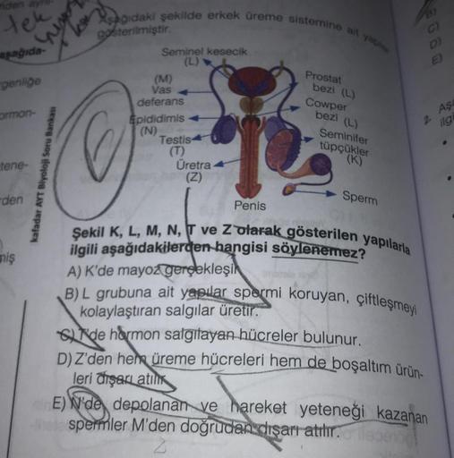 tek
aşağıda
genliğe
ormon-
tene-
den
miş
ding
kafadar AYT Biyoloji Soru Bankası
Aşağıdaki şekilde erkek üreme sistemine ait yap
gösterilmiştir.
167
C
Seminel kesecik
(L)
(M)
Vas
deferans
Epididimis
(N)
Testis
Üretra
(Z)
po
Penis
Prostat
bezi (L)
Cowper
bez