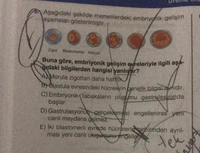 Aşağıdaki şekilde memelilerdeki embriyonik gelişim
aşamaları gösterilmiştir.
Zigot Blastomerier Marula
Buna göre, embriyonik gelişim evreleriyle ilgili aşa-
ğıdaki bilgilerden hangisi yanlıstir?
AMorula zigottan daha hafifti
Blastula evresindeki hücrelerin