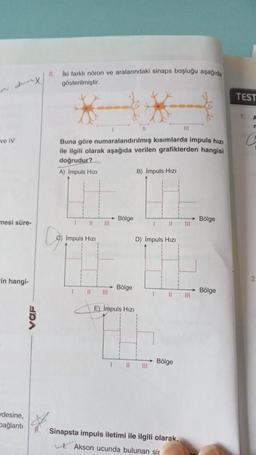 ve IV
mesi süre-
-in hangi-
desine,
bağlantı
VOF
8. İki farklı nöron ve aralarındaki sinaps boşluğu aşağıda
gösterilmiştir.
Buna göre numaralandırılmış kısımlarda impuls hızı
ile ilgili olarak aşağıda verilen grafiklerden hangisi
doğrudur?
A) Impuls Hizi
1
11
C) Impuls Hızı
1
11
111
Bölge
→ Bölge
|||
E) Impuls Hizi
B) Impuls Hizi
D) Impuls Hizi
III
I 11 |||
|||
I 11 ||||
Bölge
Sinapsta impuls iletimi ile ilgili olarak,
Akson ucunda bulunan sir
Bölge
Bölge
TEST