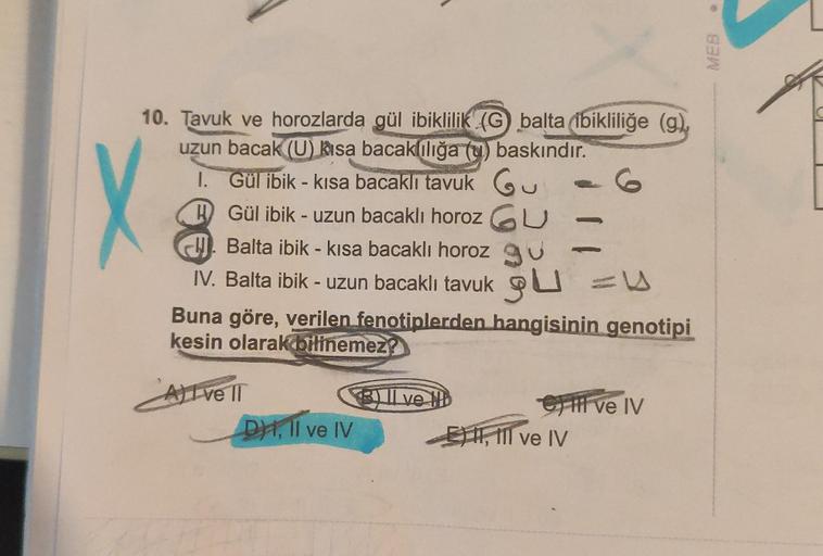 10. Tavuk ve horozlarda gül ibiklilik (G) balta ibikliliğe (g),
uzun bacak (U) Risa bacaklılığa (u) baskındır.
I. Gül ibik - kısa bacaklı tavuk Gu
6
Gül ibik - uzun bacaklı horoz
U
Balta ibik - kısa bacaklı horoz u
gu
X
IV. Balta ibik - uzun bacaklı tavuk