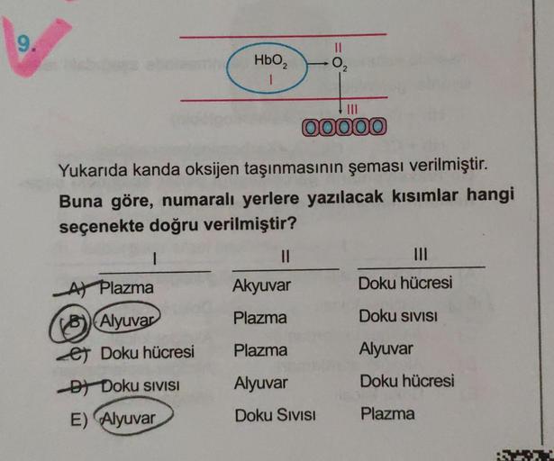 9.
HbO₂
1
A) Plazma
Alyuvar
et Doku hücresi
D) Doku SIVISI
E) Alyuvar
Yukarıda kanda oksijen taşınmasının şeması verilmiştir.
Buna göre, numaralı yerlere yazılacak kısımlar hangi
seçenekte doğru verilmiştir?
1
11
-0,
00000
Akyuvar
Plazma
Plazma
Alyuvar
Dok
