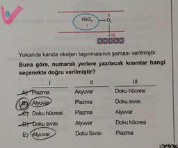 9.
HbO₂
1
A) Plazma
Alyuvar
et Doku hücresi
D) Doku SIVISI
E) Alyuvar
Yukarıda kanda oksijen taşınmasının şeması verilmiştir.
Buna göre, numaralı yerlere yazılacak kısımlar hangi
seçenekte doğru verilmiştir?
1
11
-0,
00000
Akyuvar
Plazma
Plazma
Alyuvar
Doku Sivisi
|||
Doku hücresi
Doku SIVISI
Alyuvar
Doku hücresi
Plazma