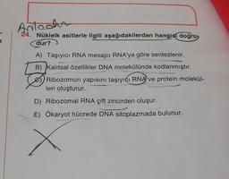 Antocha
24. Nükleik asitlerle ilgili aşağıdakilerden hangisi doğru
dur?
A) Taşıyıcı RNA mesajcı RNA'ya göre sentezlenir.
B) Kalıtsal özellikler DNA molekülünde kodlanmıştır.
D Ribozomun yapısını taşıyıcı RNA ve protein molekül-
leri oluşturur.
D) Ribozomal RNA çift zincirden oluşur.
E) Ökaryot hücrede DNA sitoplazmada bulunur.