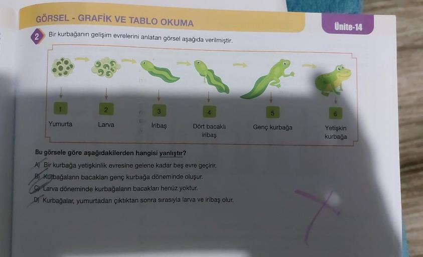 GÖRSEL - GRAFİK VE TABLO OKUMA
Bir kurbağanın gelişim evrelerini anlatan görsel aşağıda verilmiştir.
2
1
Yumurta
2
Larva
O
3
İribaş
4
Dört bacaklı
iribaş
Bu görsele göre aşağıdakilerden hangisi yanlıştır?
A) Bir kurbağa yetişkinlik evresine gelene kadar be