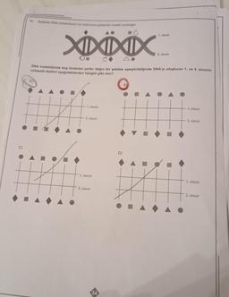 11. Aşağıda DNA molekülünün bir bölümünü gösteren model verilmiştir.
XDXDXXXXX
#
DNA molekülünde boş bırakılan yerler doğru bir şekilde eşleştirildiğinde DNA'yı oluşturan 1. ve 2. zincirin
nükleotit dizilimi aşağıdakilerden hangisi gibi olur?
1. zincir
2. zincir
1. zincir
2. zincir
1. zincir
D)
2. zincir
O
▶
1. zincir
2. zincir
1. zincir
2. zincir