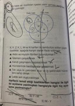 kafadar AYT Biyoloji Soru Bankası
8. Uç kasa ait özellikleri içeren venn şeması aşağıdaki
gibi çizilmiştir.
Kalp kası
K
M
N
A) X-N
Düz kas
İskelet kası
X, Y, Z, K, L, M ve N harfleri ile sembolize edilen çeşitli
özellikler, aşağıda karışık olarak ifade edilmiştir.
▲ Aktin ve miyozin fibrilleri bulundurmak
A İstemsiz çalışabilmek
DIX-K
N
x
▲ Kendi çalışmasını başlatabilmek
▲ Hücrelerinde bantlaşmalar göstermek
▲ Tek veya iki çekirdekli olup ve iğ şeklindeki hücre-
lere sahip olmak
A Laktik asit oluşturabilmek
Harflerin temsil ettiği özelliklerden hangisi ile ilgili
iki açıklama yazılmışken hangisiyle ilgili hiç açık-
lama yazılmamıştır?
B)Y-M
E) M-Y
Polimer bes
Hicre disin
C) Z-L
poter
ekanik sin
Bestihlerin yü
Vacuta sace
Yahz
48