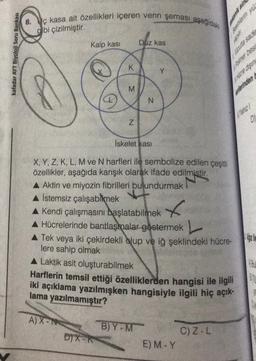 kafadar AYT Biyoloji Soru Bankası
8. Uç kasa ait özellikleri içeren venn şeması aşağıdaki
gibi çizilmiştir.
Kalp kası
K
M
N
A) X-N
Düz kas
İskelet kası
X, Y, Z, K, L, M ve N harfleri ile sembolize edilen çeşitli
özellikler, aşağıda karışık olarak ifade edilmiştir.
▲ Aktin ve miyozin fibrilleri bulundurmak
A İstemsiz çalışabilmek
DIX-K
N
x
▲ Kendi çalışmasını başlatabilmek
▲ Hücrelerinde bantlaşmalar göstermek
▲ Tek veya iki çekirdekli olup ve iğ şeklindeki hücre-
lere sahip olmak
A Laktik asit oluşturabilmek
Harflerin temsil ettiği özelliklerden hangisi ile ilgili
iki açıklama yazılmışken hangisiyle ilgili hiç açık-
lama yazılmamıştır?
B)Y-M
E) M-Y
Polimer bes
Hicre disin
C) Z-L
poter
ekanik sin
Bestihlerin yü
Vacuta sace
Yahz
48