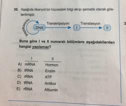 30. Aşağıda ökaryot bir hücredeki bilgi akışı şematik olarak gös-
terilmiştir.
Replikasyon
DNA
1
A) mRNA
B) tRNA
C) rRNA
D) tRNA
E) rRNA
Transkripsiyon
1
||
Hormon
Enzim
ATP
Antikor
Albumin
Translasyon
Buna göre I ve Il numaralı bölümlere aşağıdakilerden
hangisi yazılamaz?
||
3