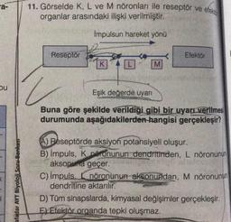 a-
bu
afadar AYT Biyoloji Soru Bankası
11. Görselde K, L ve M nöronları ile reseptör ve efekt
organlar arasındaki ilişki verilmiştir.
Impulsun hareket yönü
Reseptör
K
M
Efektör
Eşik değerde uyarı
Buna göre şekilde verildiği gibi bir uyarı verilmesi
durumunda aşağıdakilerden hangisi gerçekleşir?
A) Beseptörde aksiyon potansiyeli oluşur.
B) Impuls, Kneronunun dendritinden, L nöronunun
aksopa geçer.
C) Impuls, nöronunun aksonundan, M nöronunun
dendritine aktarılır.
D) Tüm sinapslarda, kimyasal değişimler gerçekleşir.
E) Efektör organda tepki oluşmaz.