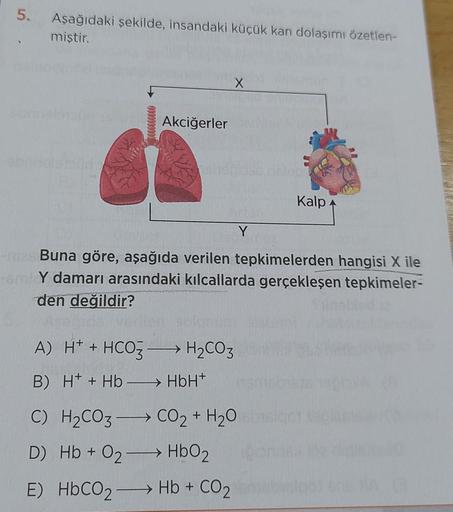 5. Aşağıdaki şekilde, insandaki küçük kan dolaşımı özetlen-
miştir.
Akciğerler
A) H+ + HCO3 →→→→ H₂CO3
B) H+ + Hb-> HbH+
- Buna göre, aşağıda verilen tepkimelerden hangisi X ile
Y damarı arasındaki kılcallarda gerçekleşen tepkimeler-
den değildir?
-
C) H₂C