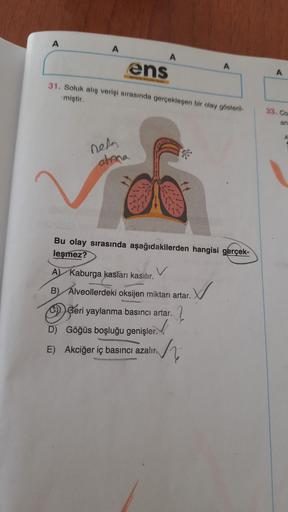 A
A
ens
31. Soluk alış verişi sırasında gerçekleşen bir olay gösteril-
miştir.
nefa
atina
M
Bu olay sırasında aşağıdakilerden hangisi gerçek-
leşmez?
V
A
A) Kaburga kasları kasılır.
B) Alveollerdeki oksijen miktarı artar.
?
Geri yaylanma basıncı artar.
D) 