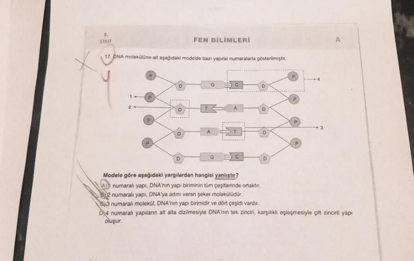 8.
SINIF
17. DNA molekülüne ait aşağıdaki modelde bazı yapılar numaralarla gösterilmiştir.
1
P
P
D
D
FEN BİLİMLERİ
D
G
A
CH
G BC
D
D
D
P
<-4
3
Modele göre aşağıdaki yargılardan hangisi yanlıştır?
numaralı yapı, DNA'nın yapı biriminin tüm çeşitlerinde ortak