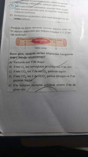 steri öncesi sentezlenen mRNA ile sonrası
sentezlenen mRNA farklı nükleotit dizilimindedir
D) Gen nakli öncesi çekirdekten çıkarılan DNA ile gen
nakli sonrası çekirdek içine yerleştirilen DNA farklı
nükleotit dizilimlidir.
E) Sentezlenen proteinlerin amino