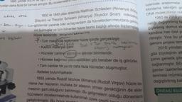 1665 yılında
zyıldan daha fazla bir zaman almıştır. Bu incelemeler
1830 ile 1840 yılları arasında Matthias Schleiden (Almanya) (Maty
-- Doku - Ongon - Sokgözlemler yaparak bitki ve hayvanların da hücrelerden meydana geldikle
Şilaydın) ve Theodor Schwann (Almanya) (Teyedor Şıvan) mikroskob
rini bulmuşlar ve tüm bilinenleri hücre teorisi başlığı altında toplamışlard
Hücre teorisinde; anabolitmal katabol Ama
¥. Ti
• Tüm metabolik tepkimeler hücre içinde gerçekleşir.
DNAI RNA
• Kalıtım materyali içerir.
●
ackirdek olmaz.
le
'av.
Unis bilgiledin
●
Hücreler canlının yapısal ve işlevsel birimleridir.
Hücreler bağımsız yaşayabildikleri gibi beraber de iş görürler.
• Tüm canlılar bir ya da daha fazla hücreden oluşmuştur.
ifadeleri bulunmaktadır.
DNA Tum genetik kadloning
sille materyaldir.
●
1855 yılında Rudolf Virchow (Almanya) (Rudolf Virşov) hücre teo-
risine her hücrenin mutlaka bir atasının olması gerektiğinin de eklen
mesinin şart olduğunu belirtmiştir. Bu gelişmelerin olduğu dönemlerde
hücrelerin incelenmesinde kullanılmak üzere cesitli
geliştirilmistir. Bu
üzerinde araştırmalar
klonlama tekniğini ge
DNA molekülünün nüb
1980 ile 2010 yıll
netiği değiştirilmiş fa
ğiştirilmiş domuz elc
kendine has özel p
rilmiştir. Yine bu yı
genom projesi tam
2010 yılından
gibi biyolojinin alt
pının genetik şifre
sağlanmıştır. Böy
genler bakteriler
lenmesi mümkü
değiştirilmiş bal
ÖNEMLİ BİLGİ