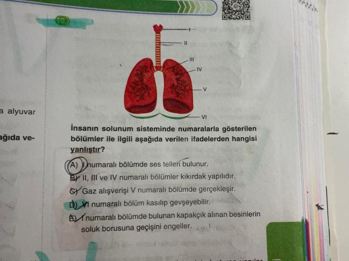 a alyuvar
ağıda ve-
10.
- IV
- VI
İnsanın solunum sisteminde numaralarla gösterilen
bölümler ile ilgili aşağıda verilen ifadelerden hangisi
yanlıştır?
(A) I numaralı bölümde ses telleri bulunur.
BY II, III ve IV numaralı bölümler kıkırdak yapılıdır.
Gaz al