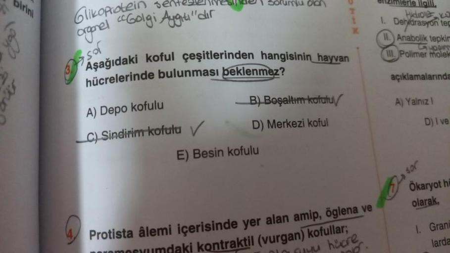 sentesleliese sorumlu olan
Glikoprotein
organel Golgi Augu"dur"
sof
Aşağıdaki koful çeşitlerinden hangisinin hayvan
hücrelerinde bulunması beklenmez?
A) Depo kofulu
C) Sindirim kofulu V
B) Boşaltım-kofutu/
D) Merkezi koful
t
E) Besin kofulu
K
ellzimlerle i