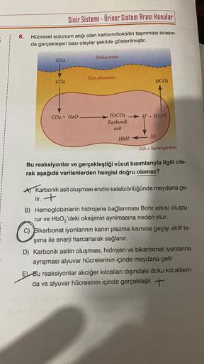 8.
Sinir Sistemi - Üriner Sistem Arası Konular
Hücresel solunum atığı olan karbondioksitin taşınması sırasın-
da gerçekleşen bazı olaylar şekilde gösterilmiştir.
CO2
CO2
CO2 + H2O
Doku sivist
Kan plazması
HCO3
H2CO3 H+ HCO3
Karbonik
asit
HbH*
Hb
Hb = hemog