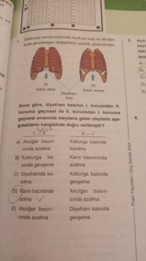 r?
ni you
ilgi
ir,
1.
Soluk alıp verme sirasinda diyafram kası ve akciğer
erde gerçekleşen değişiklikler şekilde gösterilmiştir.
(1)
Soluk alma
A) Akciğer basın-
cında azalma
Buna göre, diyafram kasının 1. konumdan II.
konuma geçmesi ile II. konumdan I. ko