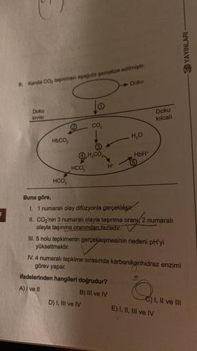 4
9. Kanda CO₂ taşınması aşağıda şematize edilmiştir.
Doku
SIVISI
HDCO,
HCO,
HCO
CO₂
H₂CO3
Doku
H*
D) I, III ve IV
H₂O
HbH*
Buna göre,
I. 1 numaralı olay difüzyonla gerçekleşir.
II. CO2'nin 3 numaralı olayla taşınma orany, 2 numaralı
olayla taşınma oranınd