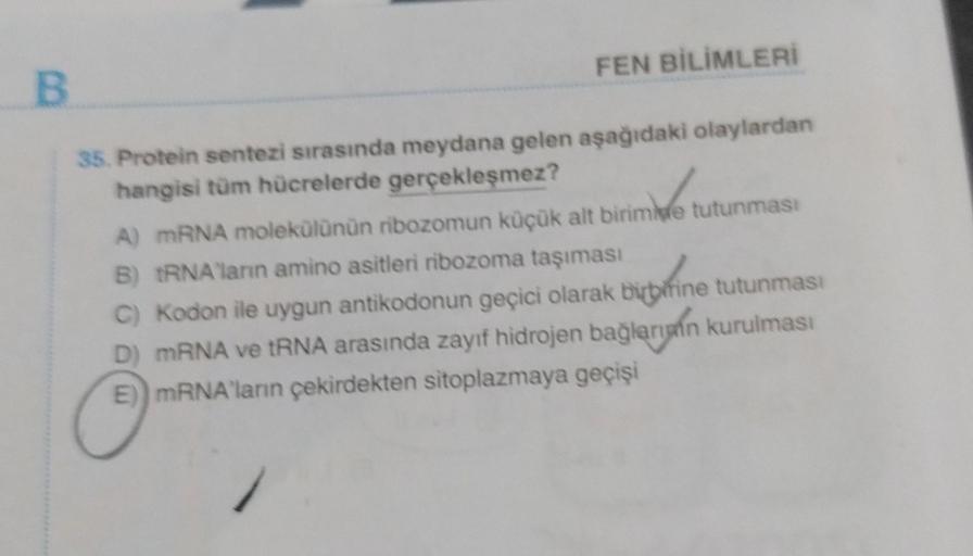 B
FEN BİLİMLERİ
35. Protein sentezi sırasında meydana gelen aşağıdaki olaylardan
hangisi tüm hücrelerde gerçekleşmez?
A) mRNA molekülünün ribozomun küçük alt birimme tutunması
B) tRNA'ların amino asitleri ribozoma taşıması
bubifine
C) Kodon ile uygun antik