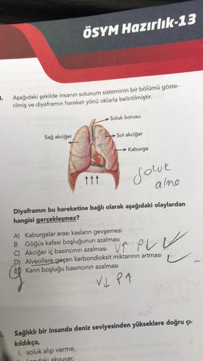 4.
ÖSYM Hazırlık-13
Aşağıdaki şekilde insanın solunum sisteminin bir bölümü göste-
rilmiş ve diyaframın hareket yönü oklarla belirtilmiştir.
Sağ akciğer
↑↑↑
Soluk borusu
Sol akciğer
Kaburga
Soluk
alme
Diyaframın bu hareketine bağlı olarak aşağıdaki olaylar