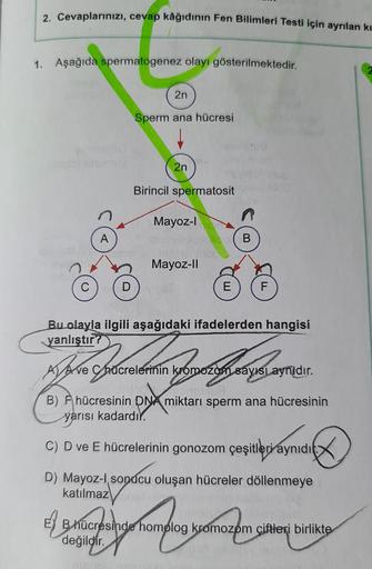 2. Cevaplarınızı, cevap kâğıdının Fen Bilimleri Testi için ayrılan kı
1. Aşağıda spermatogenez olayı gösterilmektedir.
A
2n
Sperm ana hücresi
2n
Birincil spermatosit
Mayoz-l
Mayoz-II
B
F
Bu olayla ilgili aşağıdaki ifadelerden hangisi
yanlıştır?
ATAVO
A Ave