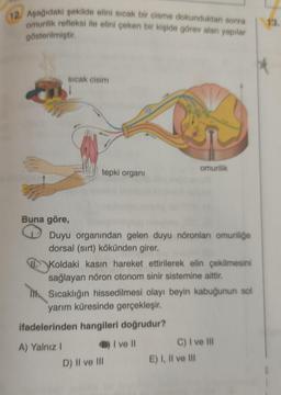 12. Aşağıdaki şekilde elini sıcak bir cisme dokunduktan sonra
omurilik refleksi ile elini çeken bir kişide görev alan yapılar
gösterilmiştir.
Sıcak cisim
Buna göre,
G
tepki organi
Duyu organından gelen duyu nöronları omuriliğe
dorsal (sırt) kökünden girer.
A) Yalnız I
Koldaki kasin hareket ettirilerek elin çekilmesini
sağlayan nöron otonom sinir sistemine aittir.
Sıcaklığın hissedilmesi olayı beyin kabuğunun sol
yarım küresinde gerçekleşir.
ifadelerinden hangileri doğrudur?
I ve II
omurilik
D) II ve III
C) I ve III
E) I, II ve III
13.