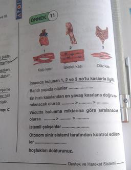 ve III
şidde-
memiş.
mezken,
durum
vşeme
ez hali
niştir.
wap: C
APOIE
ÖRNEK (11
Kalp kası
2
İskelet kası
☐☐☐☐☐☐☐☐☐☐
İnsanda bulunan 1, 2 ve 3 no'lu kaslarla ilgili,
Bantlı yapıda olanlar
En hızlı kasılandan en yavaş kasılana doğru si-
ralanacak olursa
*********
Düz kas
**********
boşlukları doldurunuz.
Vücutta bulunma miktarına göre sıralanacak
olursa
İstemli çalışanlar
Otonom sinir sistemi tarafından kontrol edilen-
ler
**********
Destek ve Hareket Sistemi