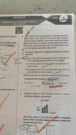 Denetleyici ve Düzenleyici Sistem
Sinir Sistemi
lektrokimyasal değişime
arı
asında aşağıda verilen
si meydana gelmez?
BİYOLOJİ
Zaman
9
Zaman
Aynı
Su
geder.
e uyarılan belirli bir
5.
4. Sinir hücreleri nöron olarak adlandırılır. Nöronların kısa uzan-
isina dentrit, uzun uzantısına akson denir. Bazı nöronların
Saksonları yalıtım sağlayan miyelin kılıfla kaplanmıştır. Miyelin
kılıfın akson boyunca kesintiye uğradığı noktalara ranvier bo-
ğum denir. Akson çapı büyük olan ve miyelin kılıf ile çevrili
sinir hücrelerinde impuls iletimi daha hızlıdır.
Lim Dea
Bu kavramı öğrencilerine açıklamak isteyen bir biyoloji
öğretmeni,
A)
Çapı büyük olan bir borunun içinden, çapı küçük olan bir
boruya göre birim zamanda daha fazla su geçer
II. Isi sistemi borularının yalıtım maddesi ile kaplanması isi
kaybını azaltır.
III. Beş şeritli bir yoldan birim zamanda geçen taşıt sayısı, iki
şeritli yoldakine göre daha fazladır.
Trafik ışıklarının az olduğu bir yolda trafik daha hızlı akar.
benzetimlerinden hangilerini kullanabilir?
A) I ve II
(B) II ve III
D) I, II ve III
1
AYT
Aşağıdaki şekilde bir sinir hücresine verilen üç uyarının
şiddetindeki değişimler gösterilmiştir.
Uyarı şiddeti
Eşik
değeri
I
2.
ADIM
B)
Buna göre nörona I, II ve III nolu uyarılar verildiğinde
impuls iletim hızındaki değişim aşağıdaki grafiklerden
hangisindeki gibi olur?
Timpuls hızı
E) I, II, III ve IV
Zaman
1
Impuls hızı
C) III ve IV
I