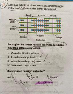 Aşağıdaki şekilde bir iskelet kasına ait, sarkomerin mik-
roskobik görüntüsü şematik olarak gösterilmiştir.
Miyozin
iplikleri
Aktin
iplikleri
au
ch
dings istenerted
I bandi
Z çizgisi
nobridolnomari ringles
A) I ve II
A bandi
H bandi
Sarkomer
I. Z çizgileri birbirine yaklaşır.
II. I bantlarının boyu kısalır.
III. A bantlarının boyu değişmez.
IV. Sarkomerin boyu kısalır.
ifadelerinden hangileri doğrudur?
B) Ive III
D) II, IN ve IV
Buna göre, bu iskelet kasının kasılması sürecinde
eat meydana gelen olaylarla ilgili;
I bandı
thias Sap
Ausbislupled
infope
cop
shup
Z çizgisi
nhdohn2
CXIII ve IV
E) I, II, III ve IV meni