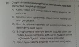 35. Çizgili bir kasın kasılıp-gevşeme periyodunda aşağıdaki
olaylardan hangisi gözlenmez?
A) Kasta yeterli ATP olduğu sürece kasılıp gevşeme de-
vam eder.
B) Kasılmış kasın gevşemesi, impuls iletimi kesildiği za-
man gerçekleşir.
C) Kas hücrelerinin kasılması için gerekli impulslar duyu
nöronlarıyla kasa taşınır.
D) Sarkoplazmada kalsiyum derişimi düşünce aktin üze-
rindeki protein kompleksi aktifleşerek miyozinin aktine
bağlanma bölgesinin kapanmasına neden olur.
E) Kasın boyu, kasılma sırasında kısalırken kalınlığı artar.
B