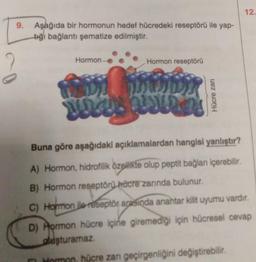 9.
Aşağıda bir hormonun hedef hücredeki reseptörü ile yap-
tiği bağlantı şematize edilmiştir.
Hormon
Hormon reseptörü
For moon
W MU UNA
Hücre zarı
Buna göre aşağıdaki açıklamalardan hangisi yanlıştır?
A) Hormon, hidrofilik özellikte olup peptit bağlanı içerebilir.
B) Hormon reseptörü hücre zarında bulunur.
12.
C) Hormon ile reseptör arasında anahtar kilit uyumu vardır.
D) Hormon hücre içine giremediği için hücresel cevap
aluşturamaz.
Hormen, hücre zan geçirgenliğini değiştirebilir.