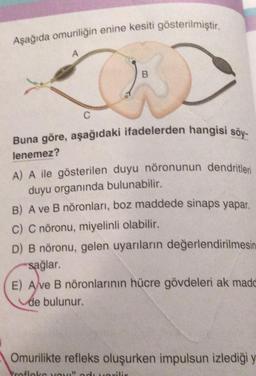 Aşağıda omuriliğin enine kesiti gösterilmiştir.
B
OD
A
Buna göre, aşağıdaki ifadelerden hangisi söy-
lenemez?
A) A ile gösterilen duyu nöronunun dendritleri
duyu organında bulunabilir.
B) A ve B nöronları, boz maddede sinaps yapar.
C) C nöronu, miyelinli olabilir.
D) B nöronu, gelen uyarıların değerlendirilmesin
sağlar.
E) Ave B nöronlarının hücre gövdeleri ak madd
de bulunur.
Omurilikte refleks oluşurken impulsun izlediği y
refloke you!"
torilir