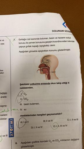 es ve
ses
Ses
elleri
değişip
arada-
creşme-
welt
nedeni
klılıklar-
I ve III
APOIEMI
SOLUNUM SİSTEM
7. Gırtlağın üst kısmında bulunan, besin ve havanın soluk
borusu ile yemek borusuna geçişini koordine eden kıkırdak
yapıya gırtlak kapağı (epiglottis) denir.