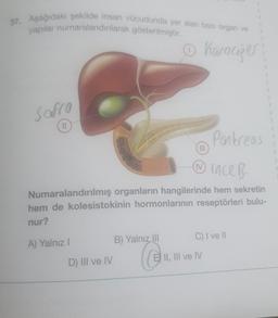 37. Aşağıdaki şekilde insan vücudunda yer alan bazı organ ve
yapılar numaralandırılarak gösterilmiştir.
Karaciğer
Sofro
||
III
-Ⓒince B.
Numaralandırılmış organların hangilerinde hem sekretin
hem de kolesistokinin hormonlarının reseptörleri bulu-
nur?
A) Yalnız I
D) III ve IV
B) Yalnız III
@
Pankreas
C) I ve II
E II, III ve IV