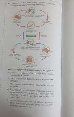 i
1
1
R
1
1
1
1
1
1
1
1
1
1
40. Sağlıklı bir insanda vücut ısısının ayarlanma mekanizması
aşağıdaki şemada numaralarla gösterilmiştir.
Hipotalamustaki ısı
merkezi uyarılır.
DÜŞÜK
Deride yüzeye yakın kan damarlan daralır.
Deri yüzeyinde ısı kaybı azalır.
Vücut ısısı düşer.
Normal değere ulaşır.
Iskelet kaslanı kasılır.
Titremeyle isi artar.
Homeostasi
S
Deride yüzeye yakın kan damarları
genişler. Isı deri yüzeyinden yayılır.
Vücut ısısı artar.
Normal değere ulaşır.
Ter bezlerinden terlemeyle
Isı kaybı olur.
YÜKSEK
Hipotalamustaki Isı
merkezi uyarılır.
Buna göre aşağıdaki bilgilerden hangisi doğru değildir?
A) Vücut ısısının düzenlenmesini ön beynin ara beyin kıs-
mındaki merkez yönetir.
B) Vücut sıcaklığındaki değişimler damarlardaki reseptör-
leri uyarır.
C) Hipotalamus, homeostasinin devamlılığını sağlayan
merkezdir.
D) Vücut sıcaklığı normalin üzerine çıktığında hipotalamus
otonom sinir sistemine sinyaller göndererek deri yüze-
yindeki kan damarlarını genişletip, deri yüzeyinde ısı
kaybını artırır.
E) Vücut sıcaklığı normalin altına düştüğünde hipotalamus
otonom sinir sistemine sinyaller göndererek iskelet kas-
larında titremeye neden olur.