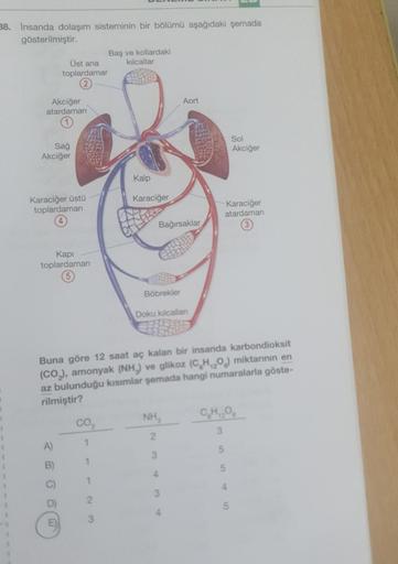 38. Insanda dolaşım sisteminin bir bölümü aşağıdaki şemada
gösterilmiştir.
Akciğer
atardamarı
Üst ana
toplardamar
Sağ
Akciğer
Karaciğer üstü
toplardamarı
Kapi
toplardaman
A)
B)
E
CO₂
1
Baş ve kollardaki
kılcallar
1
Kalp
Karaciğer
Bağırsaklar
Böbrekler
Buna