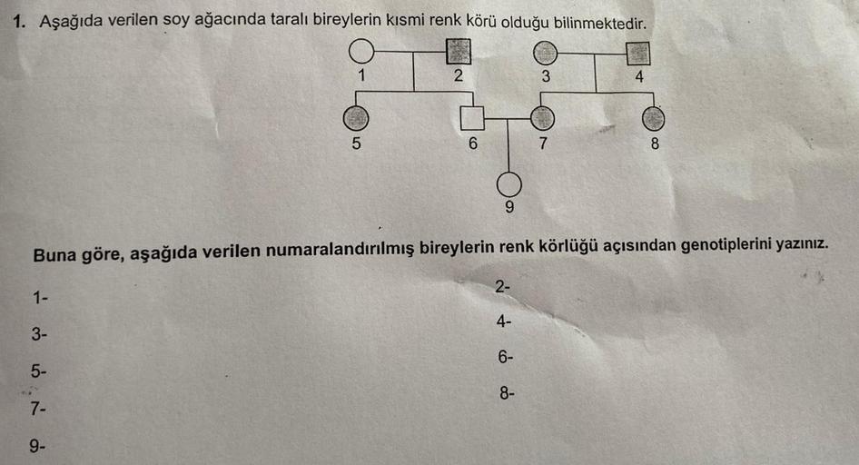 1. Aşağıda verilen soy ağacında taralı bireylerin kısmi renk körü olduğu bilinmektedir.
1-
3-
5-4
5-
5
7-
9-
2
6
Buna göre, aşağıda verilen numaralandırılmış bireylerin renk körlüğü açısından genotiplerini yazınız.
2-
4-
6-
2521
8-
3
4
8