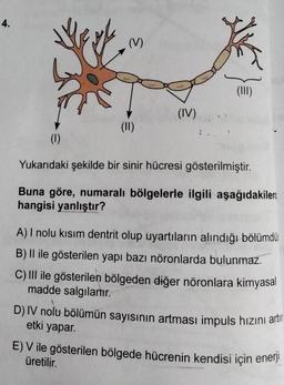 4.
(V)
€
(II)
(IV)
(III)
(1)
Yukarıdaki şekilde bir sinir hücresi gösterilmiştir.
Buna göre, numaralı bölgelerle ilgili aşağıdakilert
hangisi yanlıştır?
A) I nolu kısım dentrit olup uyartıların alındığı bölümdü
B) II ile gösterilen yapı bazı nöronlarda bulunmaz.
C) III ile gösterilen bölgeden diğer nöronlara kimyasal
madde salgılamır.
D) IV nolu bölümün sayısının artması impuls hızını artır
etki yapar.
E) V ile gösterilen bölgede hücrenin kendisi için enerji
üretilir.