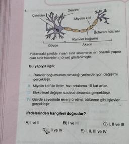 1.
Çekirdek
Gövde
Dendrit
Miyelin kılıf
D),
D) I, II ve IV
*
Schwan hücresi
Ranvier boğumu
Akson
Yukarıdaki şekilde insan sinir sisteminin en önemli yapısı
olan sinir hücreleri (nöron) gösterilmiştir.
Bu yapıyla ilgili;
1. Ranvier boğumunun olmadığı yerlerde iyon değişimi
gerçekleşir.
II. Miyelin kılıf ile iletim hızı ortalama 10 kat artar.
III. Elektriksel değişim sadece aksonda gerçekleşir.
IV. Gövde sayesinde enerji üretimi, bölünme gibi işlevler
gerçekleşir.
ifadelerinden hangileri doğrudur?
A) I ve II
B) I ve III
C) I, II ve III
E) I, II, III ve IV