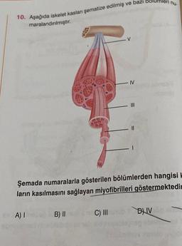 10. Aşağıda iskelet kasları şematize edilmiş ve bazı
maralandırılmıştır.
A) I
B) II
.V
C) III
- IV
|||
||
Şemada numaralarla gösterilen bölümlerden hangisi H
ların kasılmasını sağlayan miyofibrilleri göstermektedin
bol
nu.
DUV