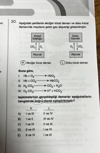 min
20.
Aşağıdaki şekillerde akciğer kılcal damarı ve doku kılcal
damarında meydana gelen gaz alışverişi gösterilmiştir.
Alveol
boşluğu
co.t to.
Alyuvar
KAkciğer kılcal daman
Buna göre,
1. Hb+0₂-
II. Hb+ CO₂
III. H₂CO3
IV. H₂CO3
an
A)
I ve III
B)
I ve II
C