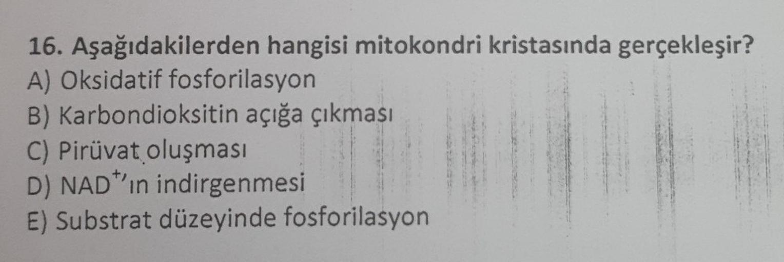 16. Aşağıdakilerden hangisi mitokondri kristasında gerçekleşir?
A) Oksidatif fosforilasyon
B) Karbondioksitin açığa çıkması
C) Pirüvat oluşması
D) NAD'ın indirgenmesi
E) Substrat düzeyinde fosforilasyon.